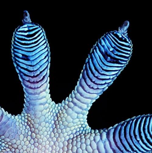 GeckoFeet-p-500